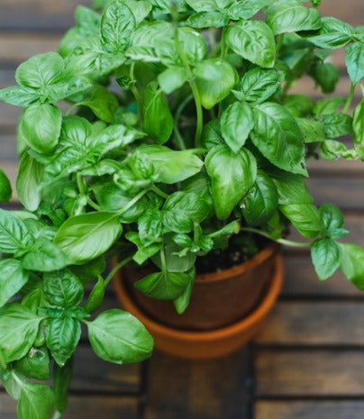 L'art de la sauce tomate saveurs authentiques !!!! Recettes aux choix