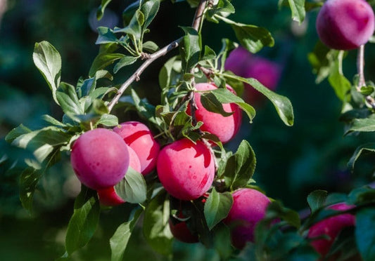 La prunelle le piment à la prune rouge